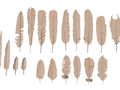 Various Light Brown Feathers In Different Shapes Sizes And Styles Collection 3d model