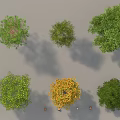 Various Types of Arbor Trees with Green and Yellow Foliage in Natural Scene