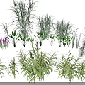 Diverse Aquatic Plants With Green Foliage And Purple Flowers For Water Garden