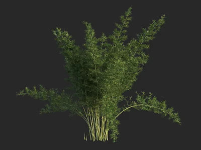 Vibrant Green Bamboo Plant With Dense Foliage And Tall Stems 3d model