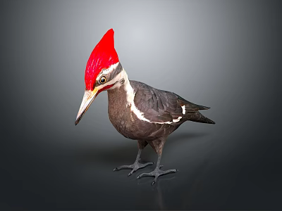 Woodpecker With Red Crest Long Beak White Facial Stripes And Dark Body On Gray Background 3d model