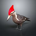 Woodpecker With Red Crest Long Beak White Facial Stripes And Dark Body On Gray Background