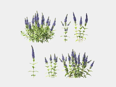 Vibrant Purple Garden Flowers With Green Leaves Showcasing Clustered And Single Stems 3d model