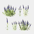 Vibrant Purple Garden Flowers With Green Leaves Showcasing Clustered And Single Stems