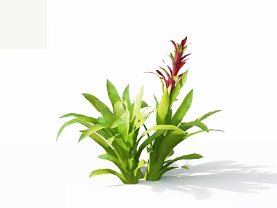 Lush Green Leafy Flowering Plant With Red Flower Spike And Vibrant Foliage 3d model