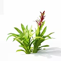 Lush Green Leafy Flowering Plant With Red Flower Spike And Vibrant Foliage