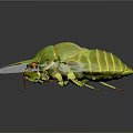 Modern cicada shell golden cicada 3d model