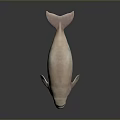 Pink Dugong as Aquatic Animal on a Dark Background with Reflective Surface