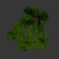 Various Types of Green Leafy Indoor Plants in Black Pots on Stands with Gray Background