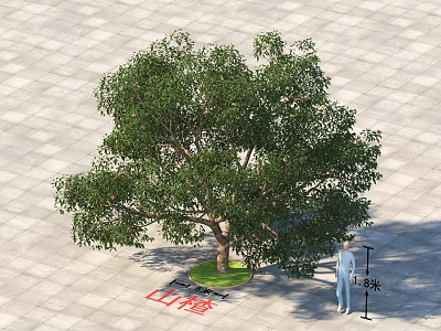 Magnolia Denudata Arbor 11 Meters Tall With 1.5m Trunk And Person On Paved Ground 3d model