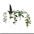 Green Plants With Various Leaf Shapes And Heights On White Background