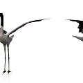 Two Black And White Cranes As Flying Animals Spreading Wings On White Background