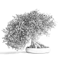 Olive Tree Bonsai Potted Plant With Lush Green Leaves And Exposed Roots In White Pot