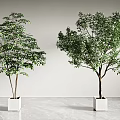 Indoor Bonsai Potted Plants In White Square Pots With Lush Green Foliage