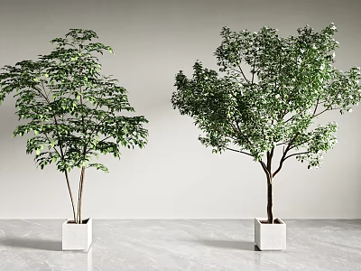 Indoor Bonsai Potted Plants In White Square Pots With Lush Green Foliage 3d model