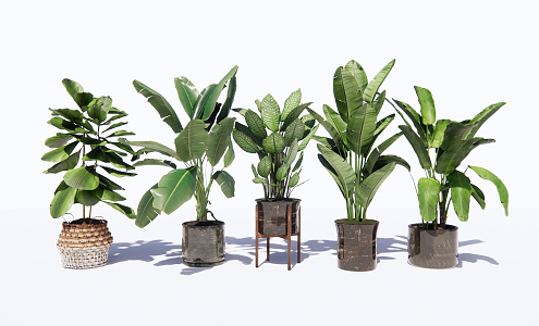 modern potted plant potted plant 3d model