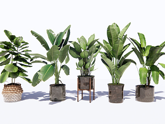 modern potted plant potted plant 3d model