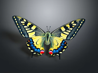Colorful Butterfly With Yellow Black Blue And Red Patterned Wings In Spread Pose 3d model