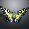 Colorful Butterfly With Yellow Black Blue And Red Patterned Wings In Spread Pose