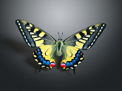 Modern Butterfly Colored Butterfly Tiger Spot Butterfly 3d model