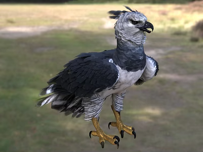 Harpy Eagle With Black And White Feathers Perched On Grassland With Yellow Talons 3d model