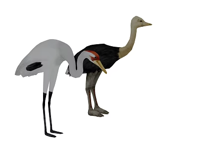 Flying White Crane And Black Ostrich Standing Together On White Background 3d model