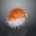 Orange And White Pufferfish With Spines And Yellow Eyes In Water
