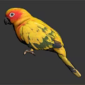 Vibrant Parrot With Yellow Green Red Plumage Red Eye Ring On Black Surface Grey Background