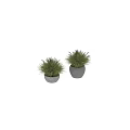 Two Modern Bonsai Potted Plants With Concrete Pots And Long Green Leaves