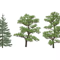 Three Unique Evergreen Trees With Distinct Canopy Shapes For Landscape Design