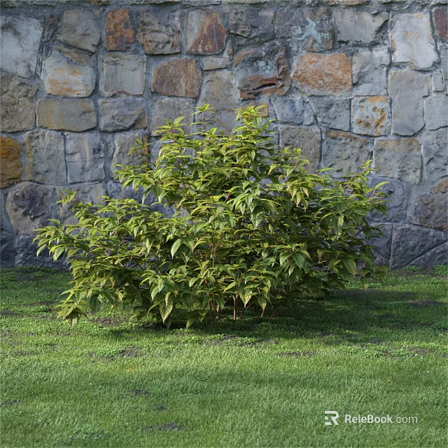 Green Leafy Shrub Growing In Front Of Stone Wall On Grass Lawn 3d model 