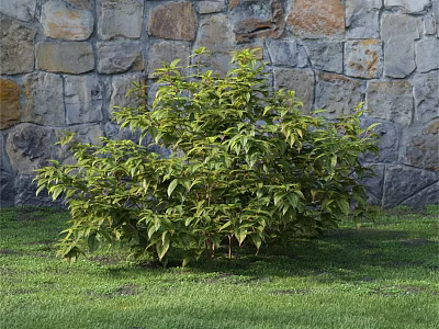 Green Leafy Shrub Growing In Front Of Stone Wall On Grass Lawn 3d model