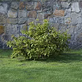 Green Leafy Shrub Growing In Front Of Stone Wall On Grass Lawn