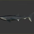 Whale Shark Plush Toy With Blue Body And White Spots On Dark Background