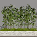 Bamboo 3d model