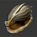 Marine Shellfish with Orange and White Striped Shell on Dark Background Surface 3d model