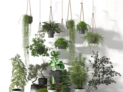 Hanging and Potted Bonsai Plants with Diverse Green Foliage for Indoor 3d model