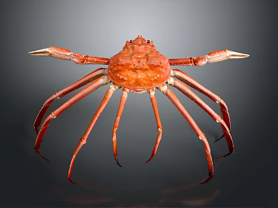 Giant Red Crab With Long Spiny Legs And Textured Shell On Dark Background 3d model