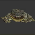 Gray Green Spotted Tree Frog With Open Mouth And Textured Limbs