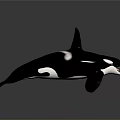 Orca Aquatic Animal With Black And White Coloration Dorsal Fin And Open Mouth