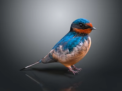 Vibrant Blue and Orange Swallow Standing on Black Reflective Surface with Gray Gradient Background 3d model