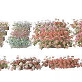 Vibrant Colorful Potted Flowers With Assorted Blooms And Fresh Green Leaves