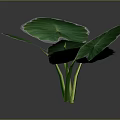 Tropical Plant With Large Green Leaves And Yellow Edges On Dark Background