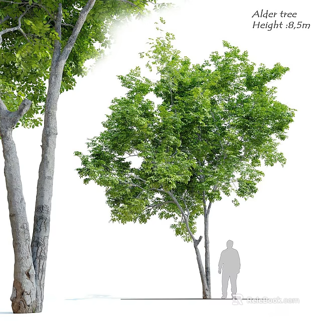 Lush Green Shrub With Dense Foliage And Human Figure Silhouette In Outdoor Scene 3d model 