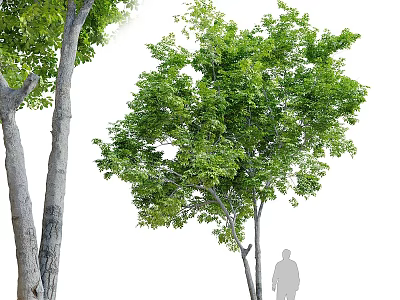 Lush Green Shrub With Dense Foliage And Human Figure Silhouette In Outdoor Scene 3d model