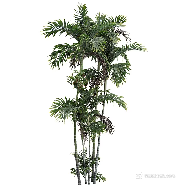 Tall Tropical Arbor With Lush Feathery Green Leaves And Slender Trunks 3d model 