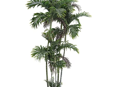 Tall Tropical Arbor With Lush Feathery Green Leaves And Slender Trunks 3d model
