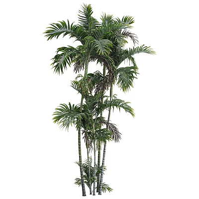 Tall Tropical Arbor With Lush Feathery Green Leaves And Slender Trunks 3d model