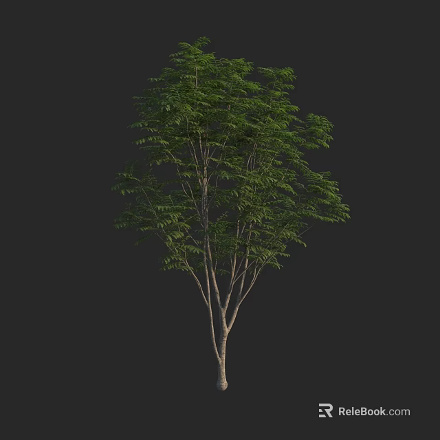 Tall Arbor With Lush Green Foliage And Slender Trunk In Natural Environment 3d model 