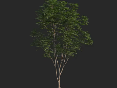 Tall Arbor With Lush Green Foliage And Slender Trunk In Natural Environment 3d model